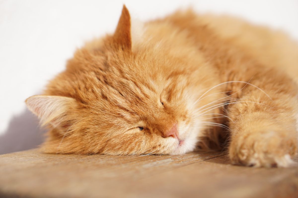 Katze schläft ruhig