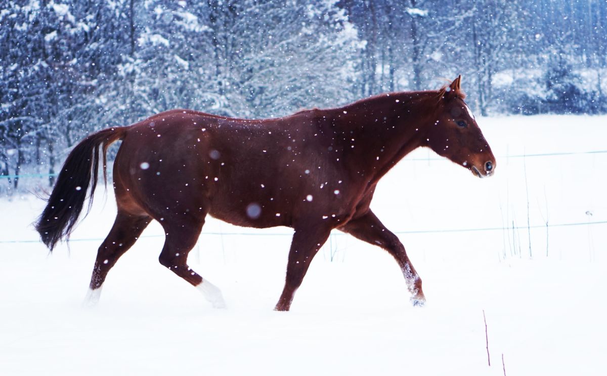 Pferd im Winter