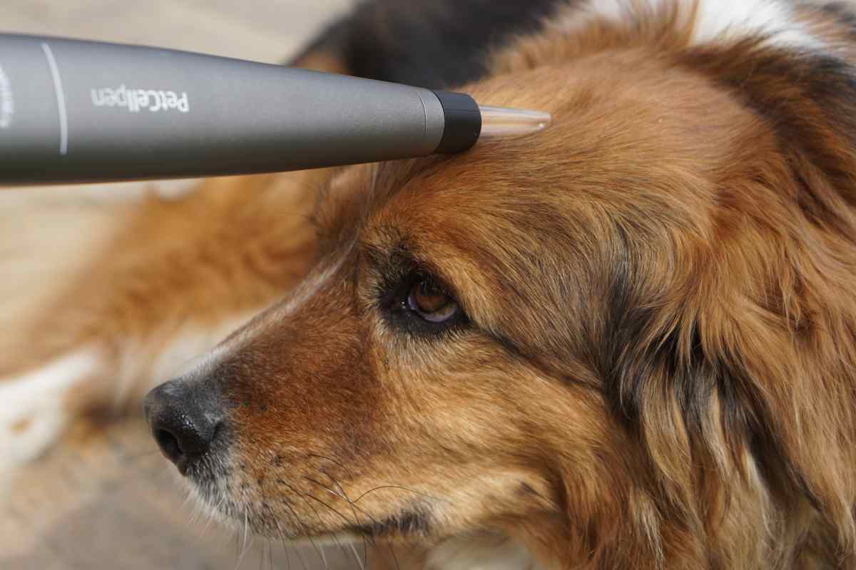 Anwendung des Kaltplasmagerätes am Hund (Beispielbild)