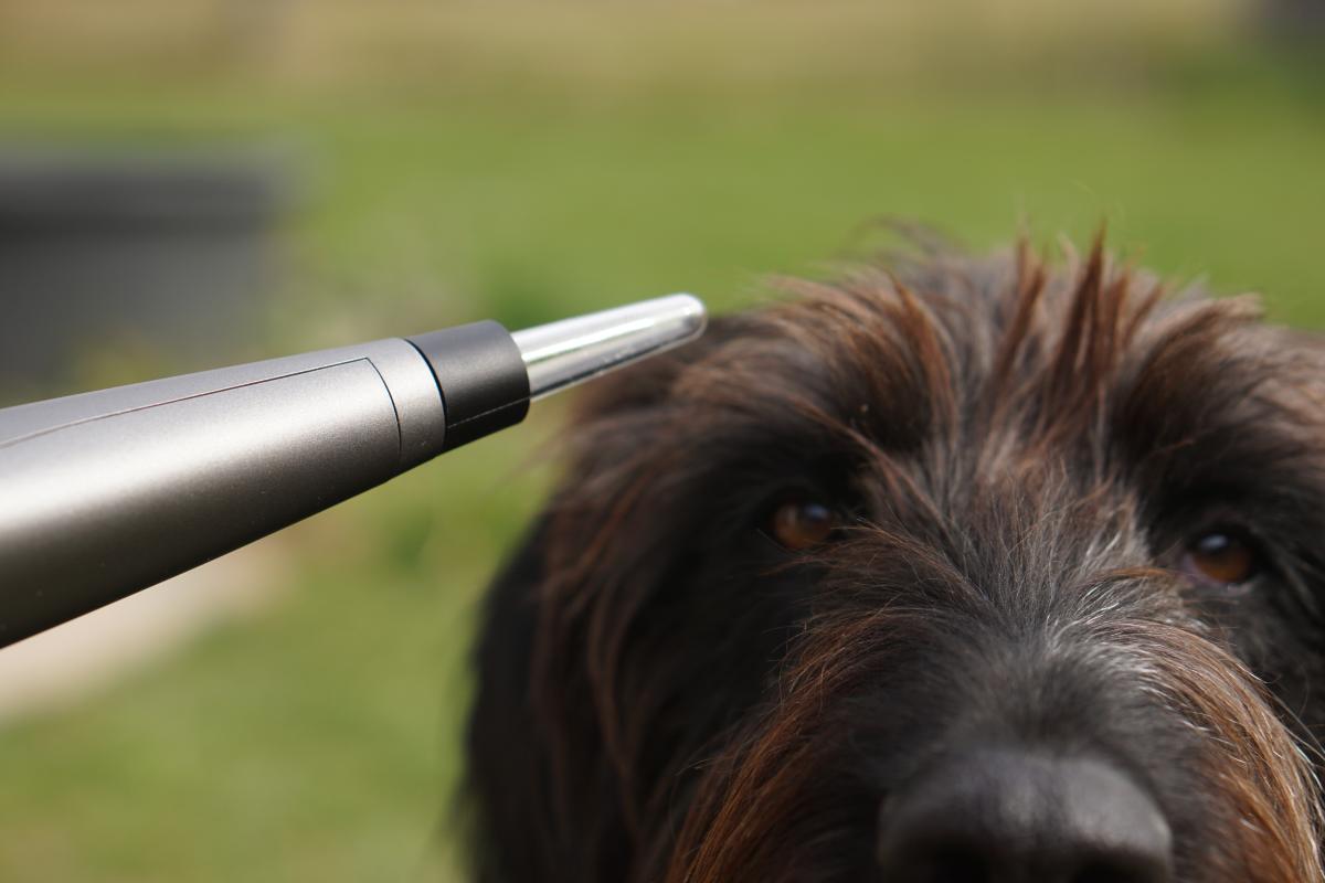 Anwendung des Kaltplasmagerätes am Hund (Beispielbild)